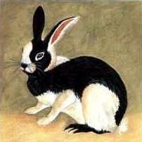 albrecht durer / black and white bunny ii