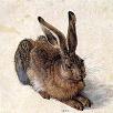 Albrecht Durer Hare Print