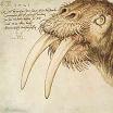 Albrecht Durer Head of a Walrus Print