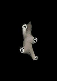 Title:  Polar Bear