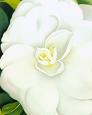 White Camelia
by Georgia O'Keeffe