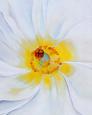 White Flower, 1929
by Georgia O'Keeffe