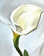 Calla Lily Turned Away, 1923
by Georgia O'Keeffe