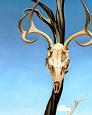 Deers Skull with Pedernal
by Georgia O'Keeffe