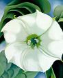 Jimson Weed, 1932
by Georgia O'Keeffe