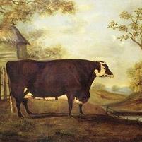 J Miles A Prized Hereford Cow 1842 Canvas Print