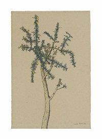 Lucian Freud Gorse Sprig