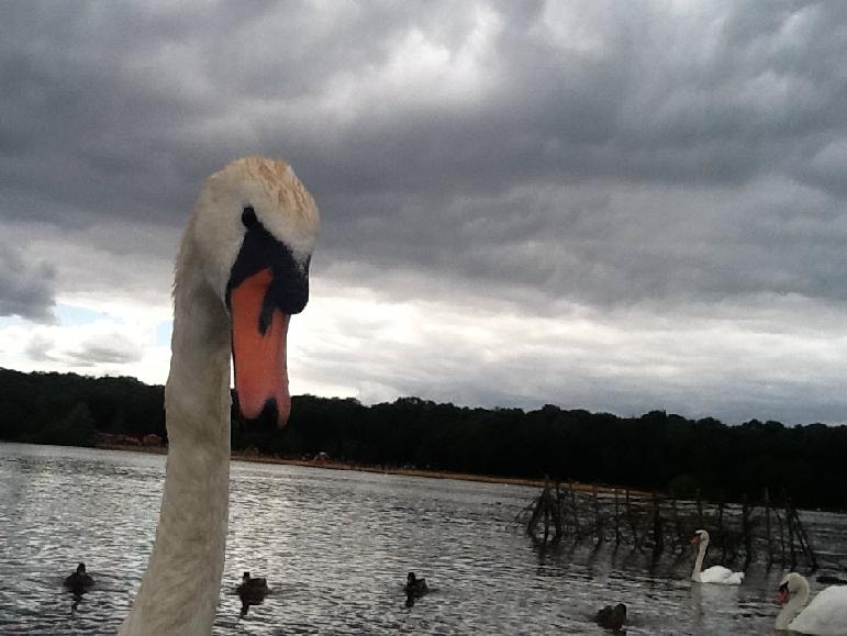 photograph of swan at ruislip lido in july 2012