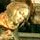 sandro botticelli / the madonna del padiglione