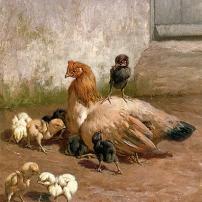 W B Baird A Hen With Her Chicks Canvas Print